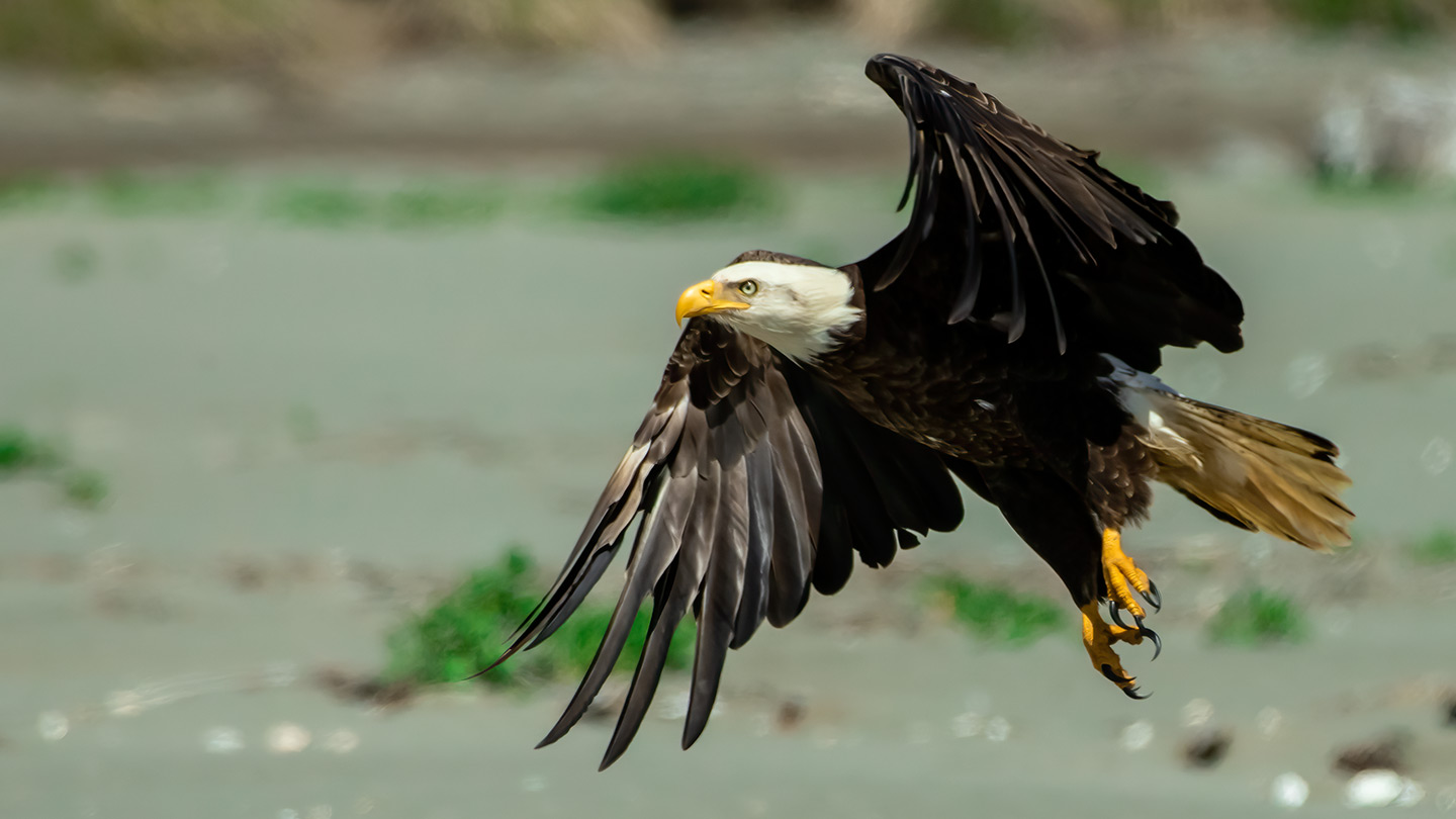 Washington Coast Eagle 04